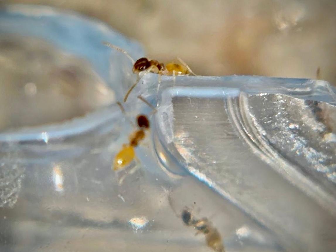 Ghost Ants Control Service