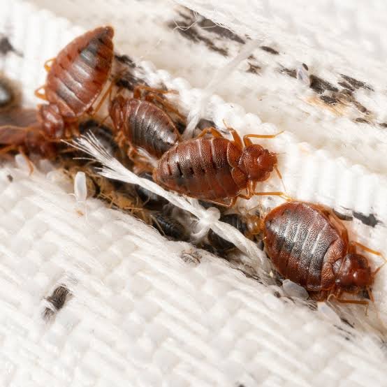 Bed bug treatment service in a bedroom