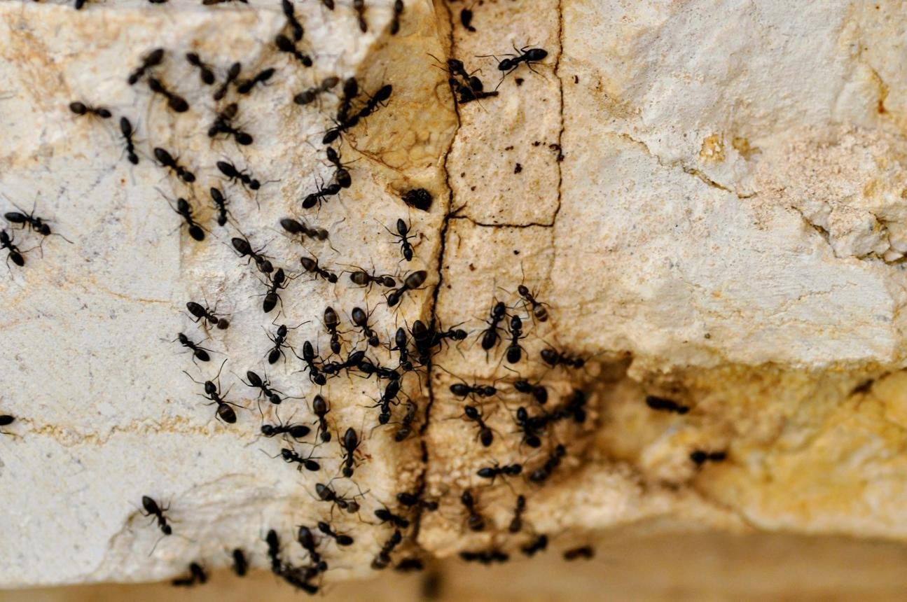 Black Ants Control Service