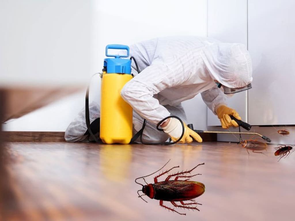 Cockroach control treatment service