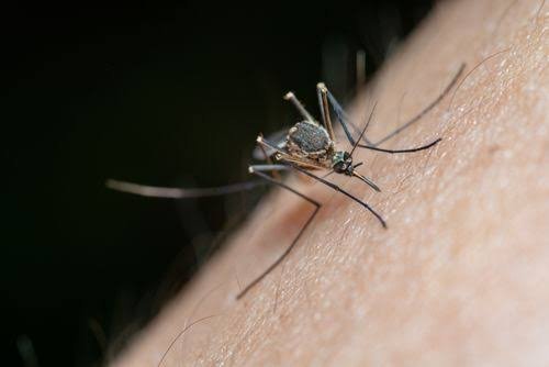Mosquito control service for homes and offices