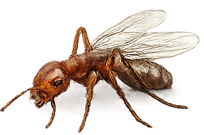 Ant control service illustration