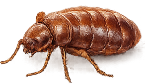 Bed bug control treatment illustration
