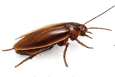 Cockroach pest control treatment illustration