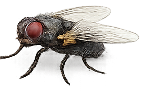 Fly control treatment illustration