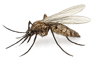 Mosquito control treatment illustration