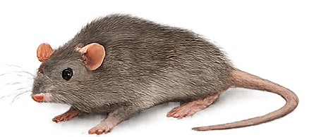 Rodent control service illustration