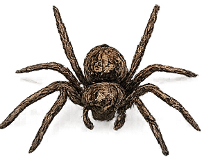 Spider control service illustration