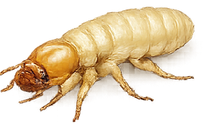 Termite treatment service illustration