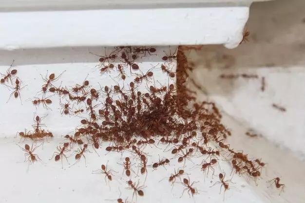 Red Ants Control Service