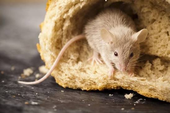 Rodent control service for residential and commercial areas