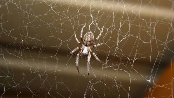 Spider control service for indoor spaces