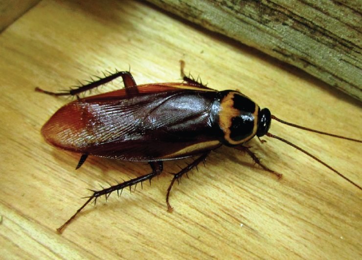 Ultima Pest Control technician performing a pest treatment service