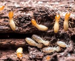 Termite treatment service at a property